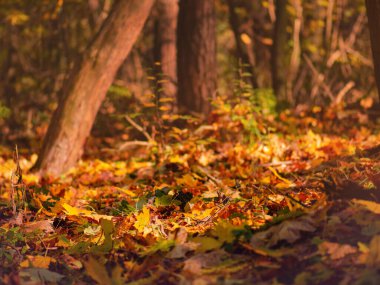 Sonbahar yaprakları ve dallar mevsim kompozisyonu. Sonbaharda düşen yapraklar doğal arkaplan olur. Soyut sonbahar arkaplan kavramı