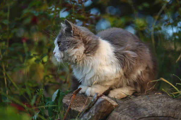 一个可爱的小猫咪的肖像 大自然美丽的猫肖像画 凯蒂在花园里玩 背景上有花 可爱的猫在绿草上玩耍 — 图库照片