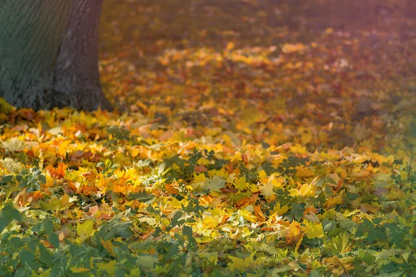 Состав Осенних Листьев Ветвей Сезона Падение Осенью Оставляет Естественный Фон — стоковое фото