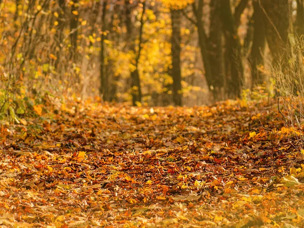 Падающие Осенние Листья Осенний Открытый Природный Фон Цветными Опавшими Листьями — стоковое фото