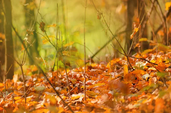 秋の葉が落ちて回転します 美しい紅葉が落ちる — ストック写真