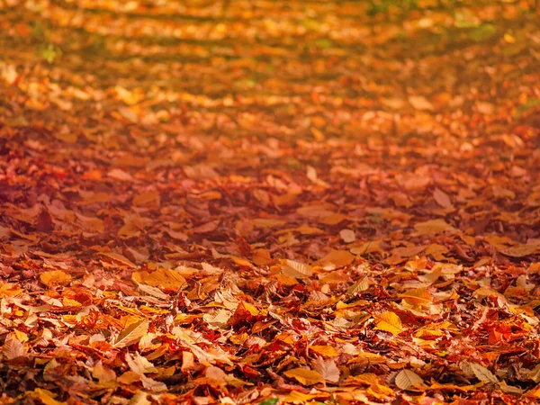 Caída Hojas Arce Otoño Yacen Suelo Fondo Colorido Hojas Arce —  Fotos de Stock