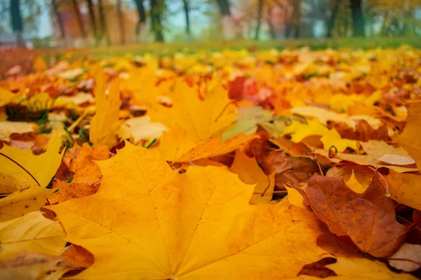 Spadające Jesienne Liście Klonu Leżą Ziemi Kolorowe Zaplecze Opadłych Jesiennych — Zdjęcie stockowe