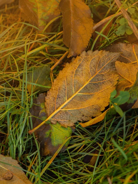 Jesienna Płaska Kompozycja Żółtymi Liśćmi Tło Kolorowymi Liśćmi Jesieni — Zdjęcie stockowe