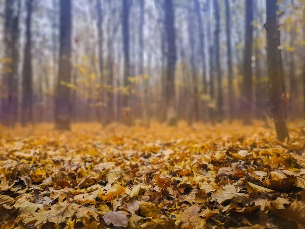 Дубовые Оранжевые Листья Вид Сверху Леса Цветные Листья Кверкуса Осеннем — стоковое фото