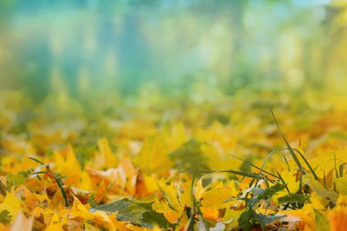 Sonbahar yaprakları ve dallar mevsim kompozisyonu. Sonbaharda düşen yapraklar doğal arkaplan olur. Soyut sonbahar arkaplan kavramı