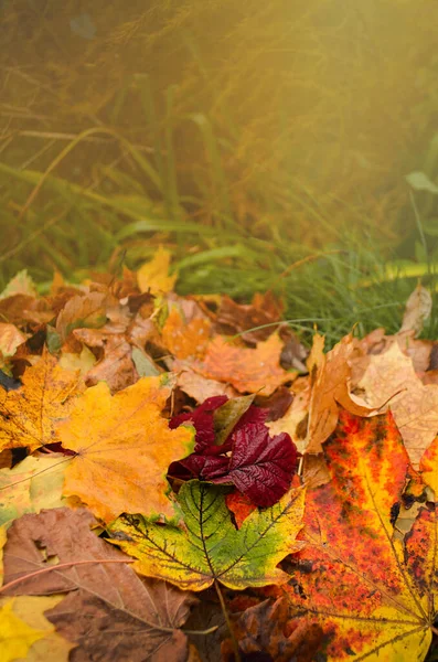 倒木の絨毯が地面に残っている 秋は地面のどこでも葉 — ストック写真