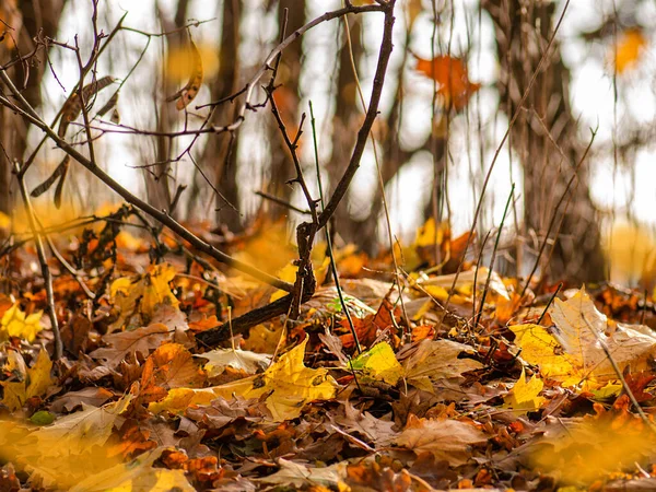 日当たりの良い暖かい森の中に紅葉 森の中の地面に美しい秋の季節の葉 — ストック写真