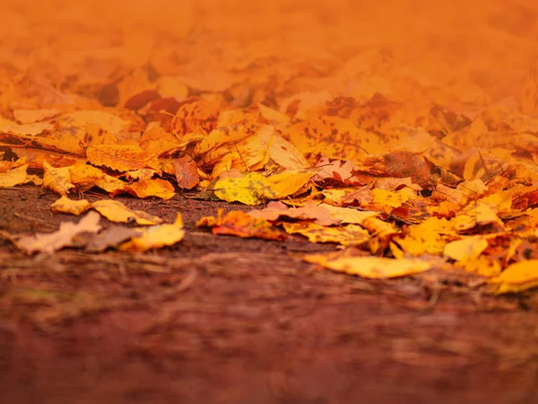 Herbst Goldenes Blatt Textur Hintergrund Mit Kopierraum Herbst Gelb Goldenes — Stockfoto