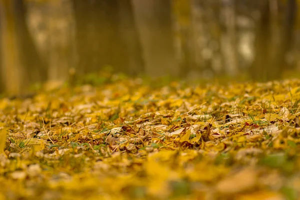秋の紅葉 秋の紅葉の背景 — ストック写真