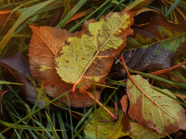 Пограничная Рамка Осенних Листьев Падает Ландшафтный Фон — стоковое фото