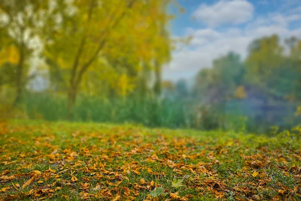 Jesienny Las Pięknymi Jesiennymi Liśćmi Streszczenie Jasne Jesienne Tło — Zdjęcie stockowe