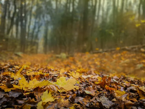 Maple Deixa Fundo Fundo Colorido Folhas Caídas Acer Outono — Fotografia de Stock