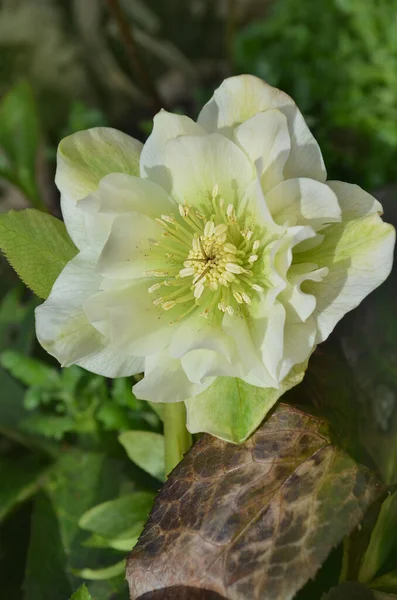 Witte Helleborus Niger Een Bosrijke Tuin Helleborus Roos Bloem Tuin — Stockfoto