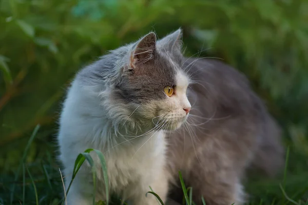 プロフィールにかわいい猫の肖像画 グレーと白の猫のプロフィールの肖像画を閉じます かわいい子猫が芝生の中で屋外を歩く プロフィールの肖像画 猫探し Awa — ストック写真