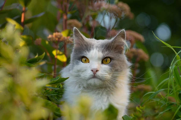 楽しい屋外を持つ感情的なペット ペットの幸せの概念 流行の猫の肖像画の作物 美しい目で猫の顔の作物画像 — ストック写真