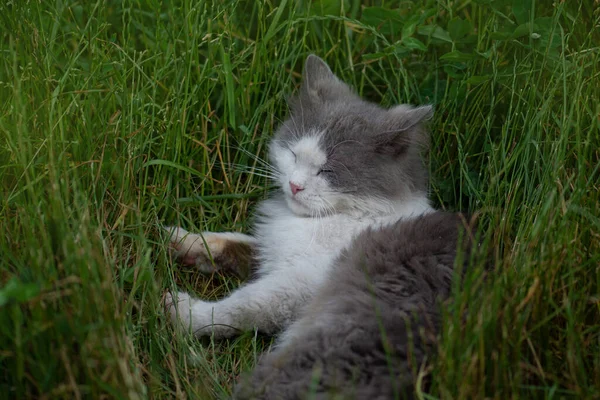 정원에서 즐기는 고양이 꽃밭에 고양이 정원에 귀여운 고양이 — 스톡 사진