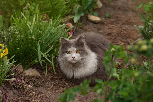 在花园里放着花的猫的户外肖像 草地上的脏猫 猫在一个五彩缤纷的花园子里嗅花 — 图库照片