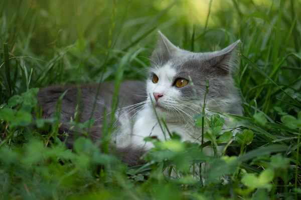 キティは太陽の下で庭で遊んでいる 歩道に猫 花壇の灰色のふわふわの猫 庭のかわいい子猫 — ストック写真