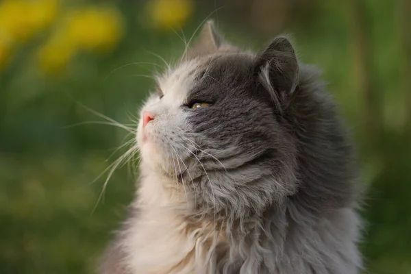 可爱的猫正坐在草地上 概念健康和积极的宠物生活方式 在花园里的猫猫的肖像靠拢 — 图库照片