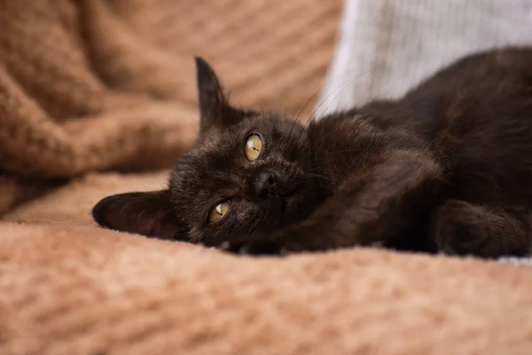 Retrato Gatito Durmiendo Sofá Gatito Relajante Sobre Fondo Gris Suave — Foto de Stock