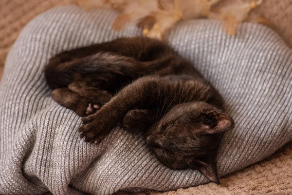 Nette Katze Auf Weichem Wollpullover Auf Dem Sofa Katzen Ruhen — Stockfoto