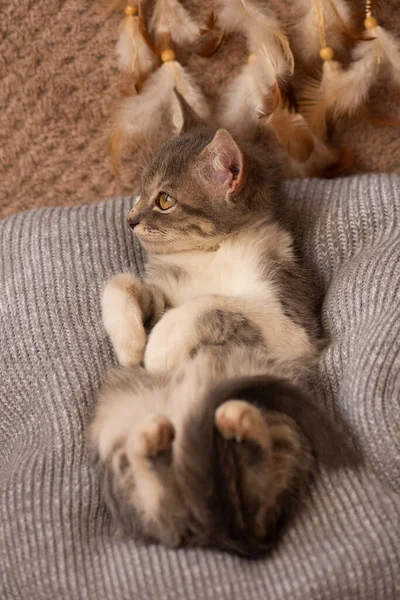 Kleine Katze Auf Einem Grauen Kissen Niedliche Lustige Katze Liegt — Stockfoto