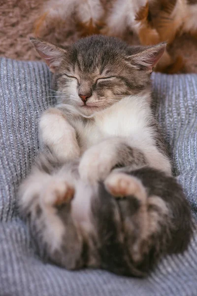 懒猫睡在柔软舒适的床上 睡觉的猫有趣 懒猫躺在毛毯上休息 — 图库照片