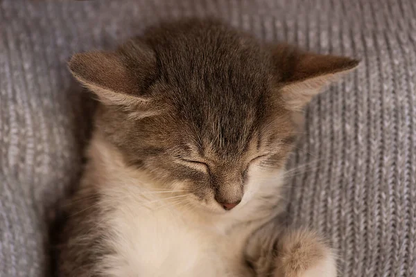 Pequeno Gato Travesseiro Cor Pastel Concept Fica Casa Gatinho Relaxante — Fotografia de Stock