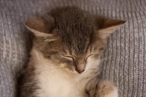 Kleine Katze Auf Einem Pastellfarbenen Kissen Konzept Bleibt Hause Kätzchen — Stockfoto