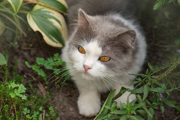 春天的时候 快乐的猫躺在花朵之间 户外花园中快乐的小猫咪的画像 猫躺在一束花中间 — 图库照片