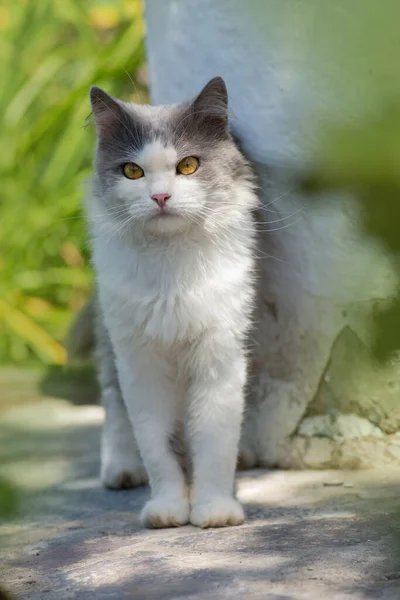 Pet Wolności Korzystania Koncepcji Przyrody Radość Natury Szczęśliwy Młody Kot — Zdjęcie stockowe