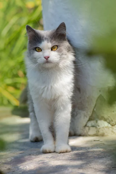 Pet Liberdade Desfrutar Conceito Natureza Alegria Natureza Jovem Gato Feliz — Fotografia de Stock