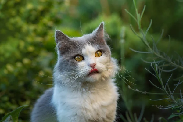 猫坐在花园里 把嘴上的舌头咬了出来 猫伸出舌头 — 图库照片