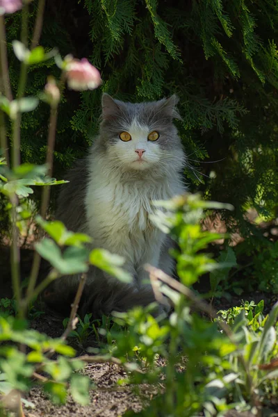 Dom Kot Siedzi Zewnątrz Zielonej Trawie Ogrodzie Kotek Siedzi Zielonej — Zdjęcie stockowe