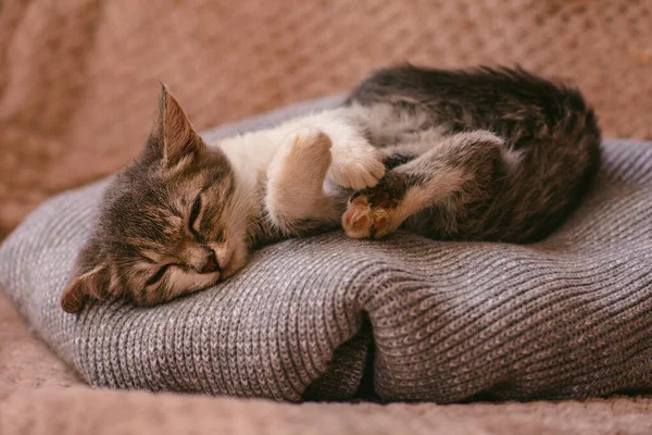 파스텔 베개에 고양이 콘셉트는 고양이는 부드러운 바탕에서 휴식을 취하고 — 스톡 사진