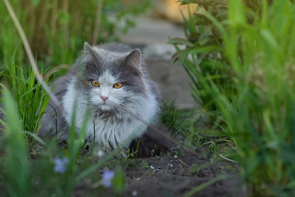 猫は花のパッチを介して嘘をつく 猫は庭に横たわっている 植物の背景に横たわるかなり幸せな猫 — ストック写真
