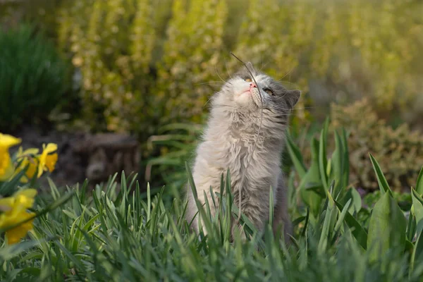 Giovane Gatto Una Bella Giornata Primavera Foto Primaverile Estiva Giovane — Foto Stock