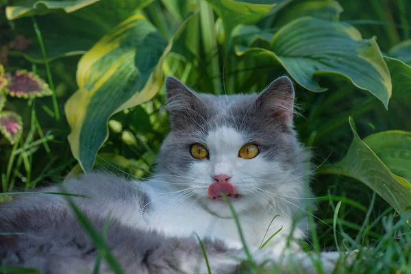 Gatinho Olhando Para Câmera Mostrando Língua Gato Senta Jardim Com — Fotografia de Stock