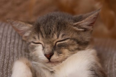 Gri ve beyaz uykulu şekersiz kedi yavrusu dinleniyor. Gri kedi bir kış günü evde uyuyor..