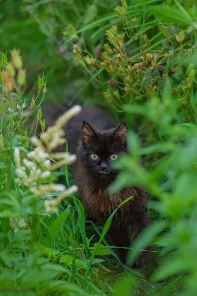 Zelená Tráva Kočka Roztomilá Mladá Kočka Bylinky Parku Přírodě Fun — Stock fotografie