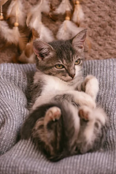 柔らかい居心地の良いベッドで怠惰な猫の睡眠 面白い猫の眠り 毛むくじゃらの毛布の上でリラックス — ストック写真