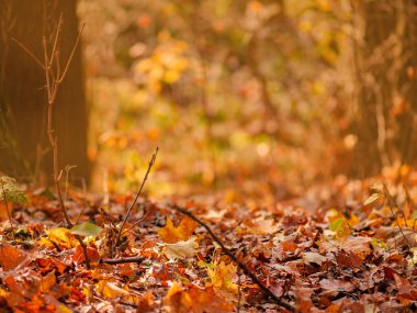 Fall concept and natural background perfect for seasonal use. Autumn leaves and branches season composition.