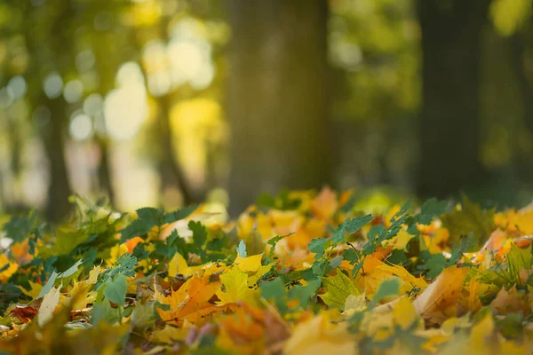 Цветные Листья Деревьев Красочная Листва Солнечных Лесах Красивый Осенний Фон — стоковое фото