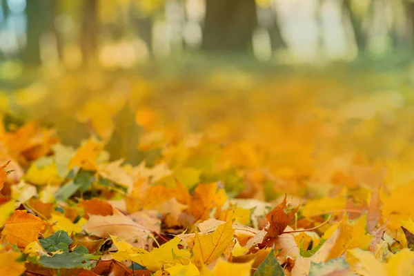 オレンジ 黄色の赤いカエデは秋の背景を残します 紅葉のレーサーの葉 — ストック写真