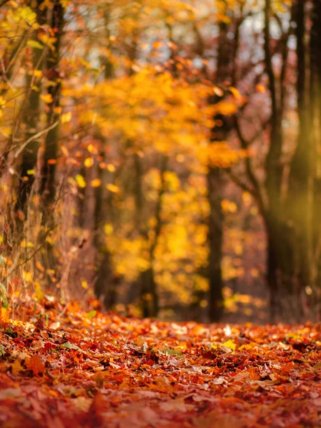 秋の葉が地面に落ちる 自然を背景にした紅葉 — ストック写真