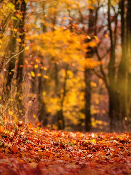 Folhas Outono Caindo Chão Folhas Árvores Outono Caindo Fundo Natureza — Fotografia de Stock