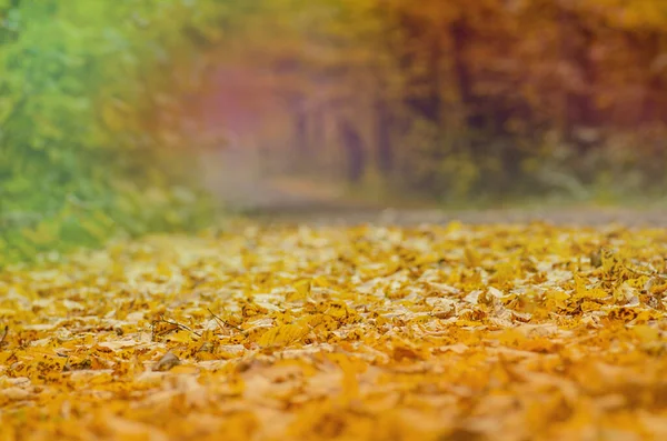 秋の黄金色の葉が食感を閉じます 紅葉の色鮮やかな背景 紅葉のカラフルな黄色の明るい質感 — ストック写真