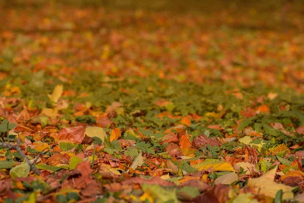 秋の紅葉 秋の紅葉の背景 — ストック写真