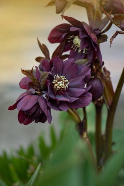 Yarı gölgede Hellebore ekimi. Noel Gülü ya da Paskalya Gülü ya da Kar Gülü çiçek açar. Helleborus Bahar Elması.